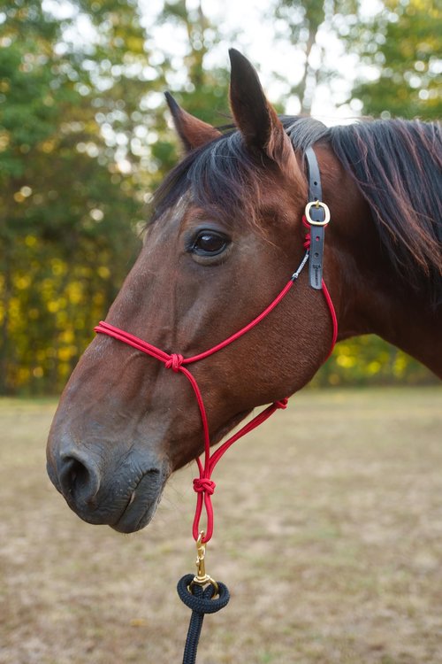 Knotty Girlz Custom Quick Release Stiff Rope Halter with Leather Crown