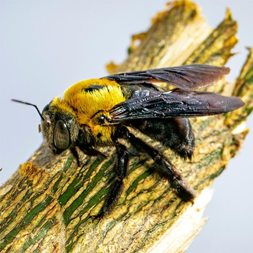 Uncle Dunkels Carpenter Bee Formula: Naturally Scented Pheromone Blend for Outdoor Use, 2oz