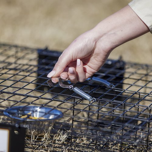 Rugged Ranch Squirrel Trap, Live Animal Catch & Release Cage, Squirrelinator, Black - Humane Indoor and Outdoor Catcher for Chipmunks and Squirrels