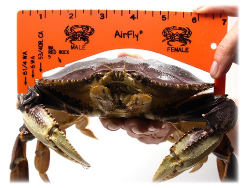AirFly Foldable Crabjaw Trap with Bait Clip - Redesigned Rectangle Castable Crab Hawk Pot/Ring for Dungeness and Blue Crabs in FL, OR, WA, TX, and CA, Designed in San Francisco, USA