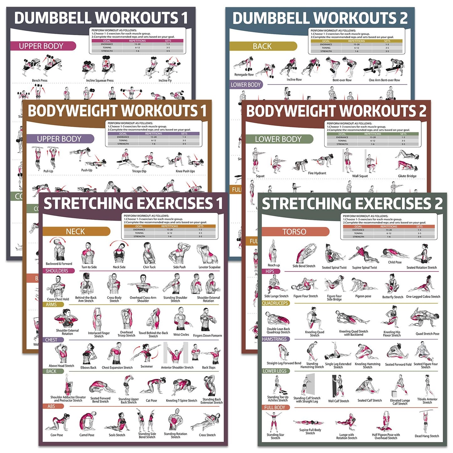 gisgfim 6PCS Workout Posters Dumbbell Bodyweight Stretching Workout Exercise Chart for Home Gym Full Body Routine Poster Set Muscle Engagement Exercise Illustrations Garage Home Gym Wall Decorations