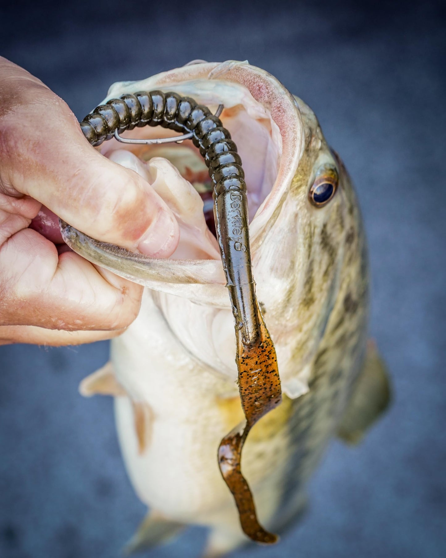 Berkley PowerBait® Power Worm Fishing Bait, Black Blue Fleck, 7in | 18cm, Irresistible Flavor, Classic Curly Tail Worm Profile, Ideal for Spring, Summer and Fall Fishing