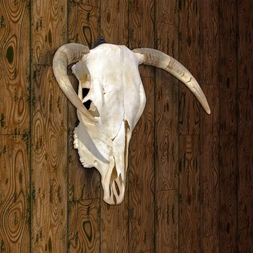 Qonutoci European Mount Skull Hanger - 12 Pack 4.1"x1.4" Deer Hanger, Heavy-Duty Rustproof Hooks for Deer, Antelope, Coyote & Small Game Taxidermy, Easy to Install, Indoor/Outdoor Use