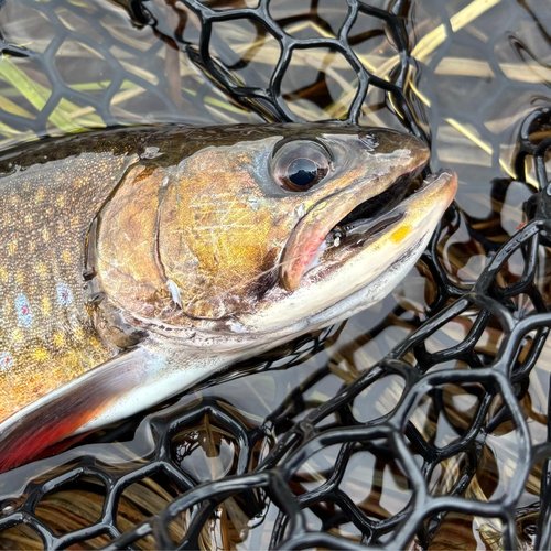 Floating Feather Supply Zebra Midges for Fly Fishing 12 Pack - Hook Size 18-22, Fishing Accessories, Trout Flies, Wet Flies, Silver Bead Black, Gold Red, Tungsten Euro Nymph (Black, 22)