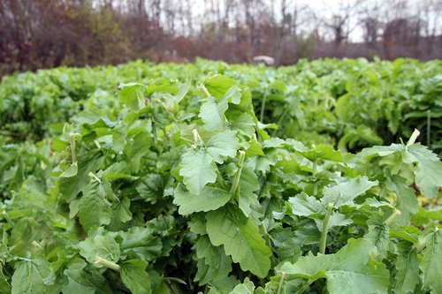Whitetail Institute Beets & Greens Deer Food Plot Seed for Fall Planting - Blend of Sugar Beets, Kale, Turnip and Radish to Attract and Hold Deer Throughout Fall and Winter, 3 lbs (.5 Acres)