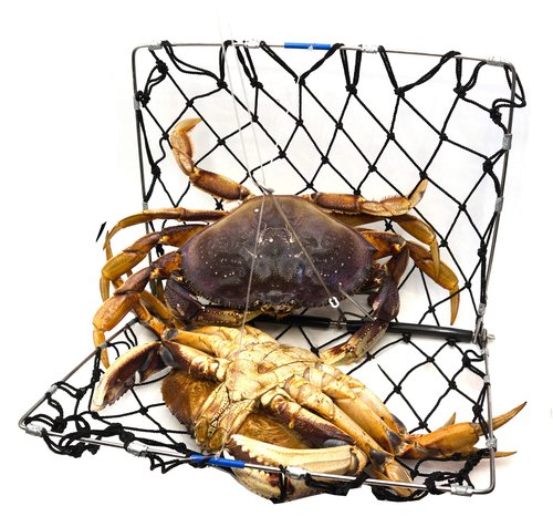 AirFly Foldable Crabjaw Trap with Bait Clip - Redesigned Rectangle Castable Crab Hawk Pot/Ring for Dungeness and Blue Crabs in FL, OR, WA, TX, and CA, Designed in San Francisco, USA
