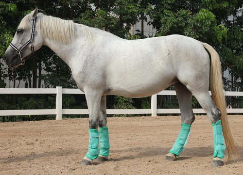 LEAFOREST Horse Fly Boots Set of 4 - Non Slip Leg Protection for Donkey Mini Pony Draft, Breathable Mesh Fly Boots for Pasture & Barn Use Green Full