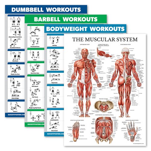 Palace Learning 4 Pack - Dumbbell Workouts + Barbell Workouts + Bodyweight Workouts + Muscle - Set of 4 Workout Charts (18” x 24”, LAMINATED)
